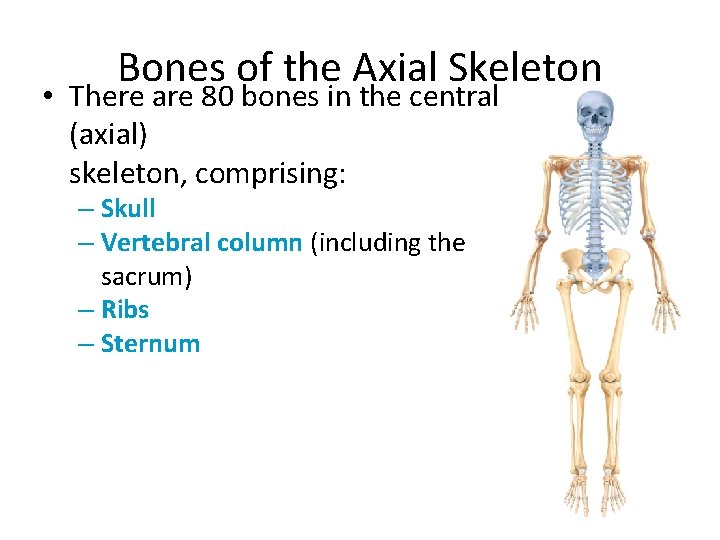 Bones of the Axial Skeleton • There are 80 bones in the central (axial) Bones of the Axial Skeleton • There are 80 bones in the central (axial)