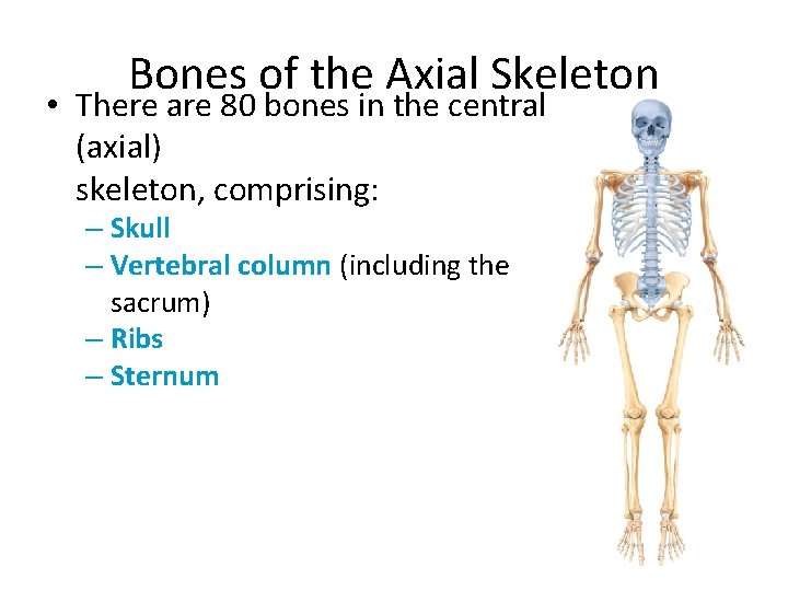 Bones of the Axial Skeleton • There are 80 bones in the central (axial)