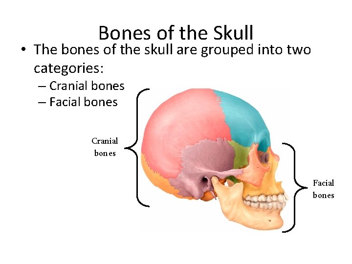 Bones of the Skull • The bones of the skull are grouped into two