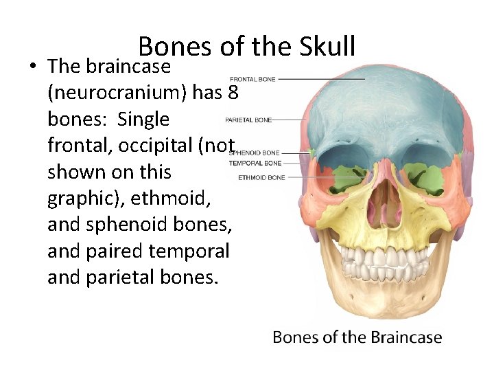 Bones of the Skull • The braincase (neurocranium) has 8 bones: Single frontal, occipital