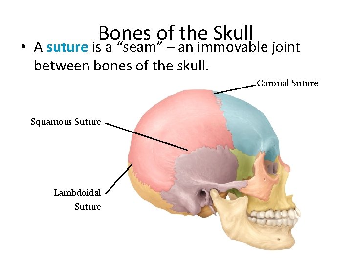 Bones of the Skull • A suture is a “seam” – an immovable joint Bones of the Skull • A suture is a “seam” – an immovable joint