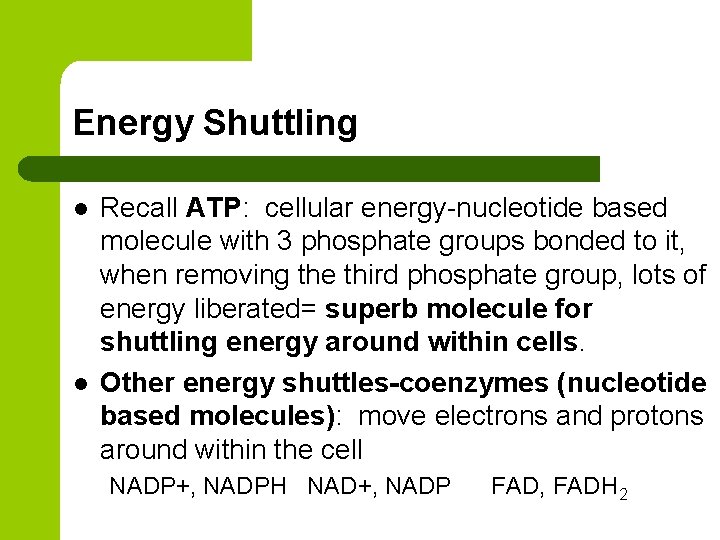 Energy Shuttling l l Recall ATP: cellular energy-nucleotide based molecule with 3 phosphate groups