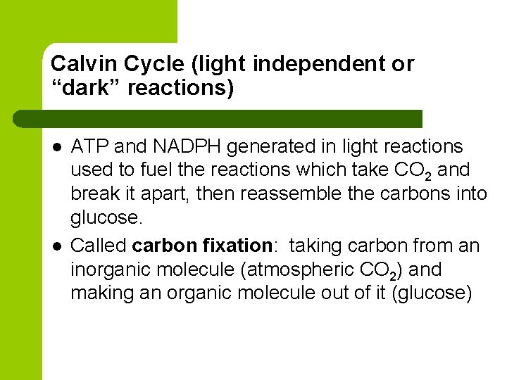 Calvin Cycle (light independent or “dark” reactions) l l ATP and NADPH generated in