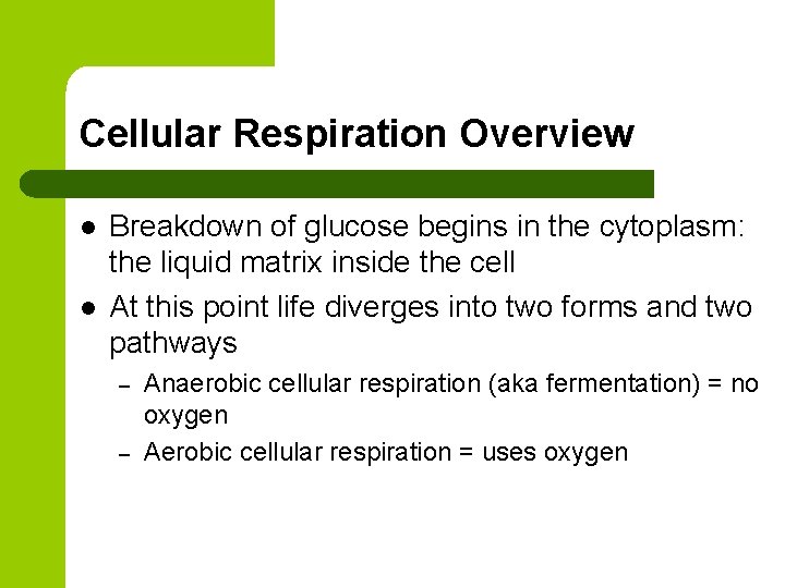 Cellular Respiration Overview l l Breakdown of glucose begins in the cytoplasm: the liquid