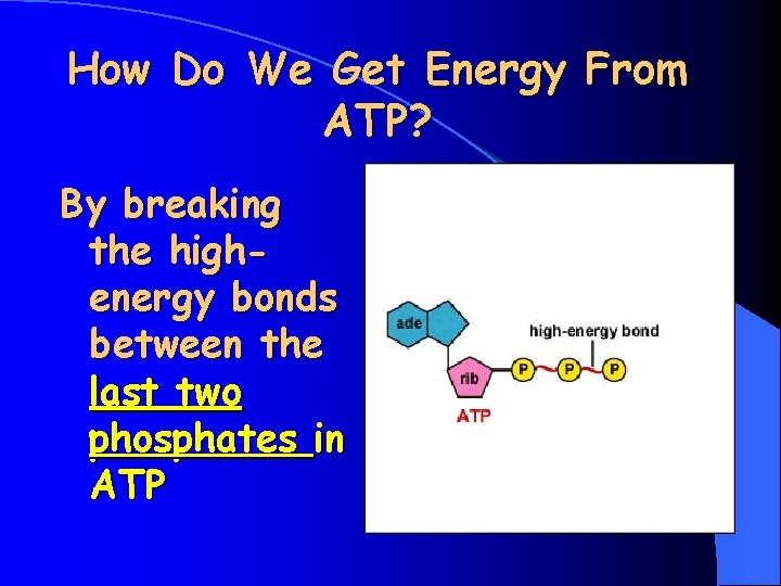 How Do We Get Energy From ATP? By breaking the highenergy bonds between the