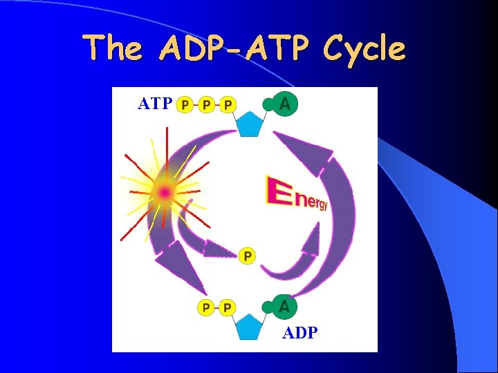 The ADP-ATP Cycle ATP ADP 