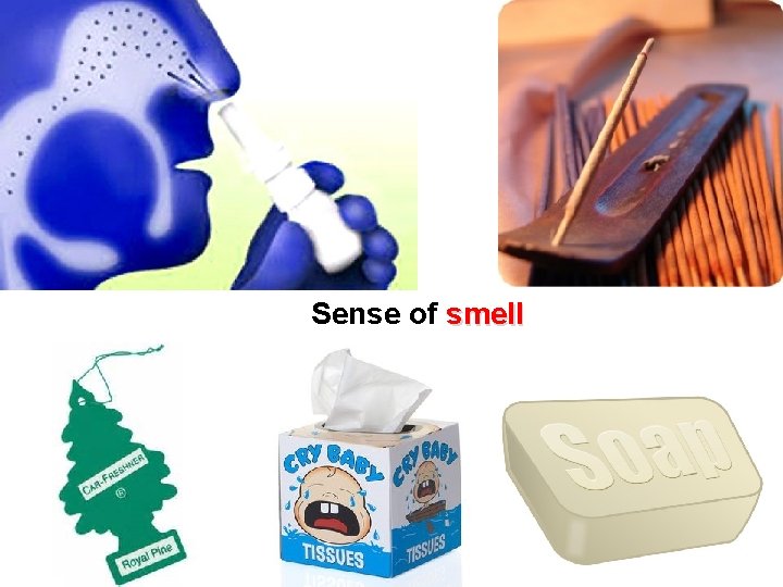Sense of smell  Sense of smell