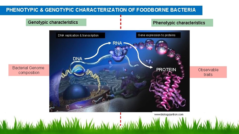 PHENOTYPIC & GENOTYPIC CHARACTERIZATION OF FOODBORNE BACTERIA Genotypic characteristics Phenotypic characteristics Gene expression to