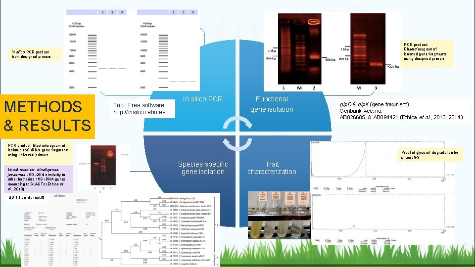 In silico PCR product from designed primers METHODS & RESULTS (/) • In silico