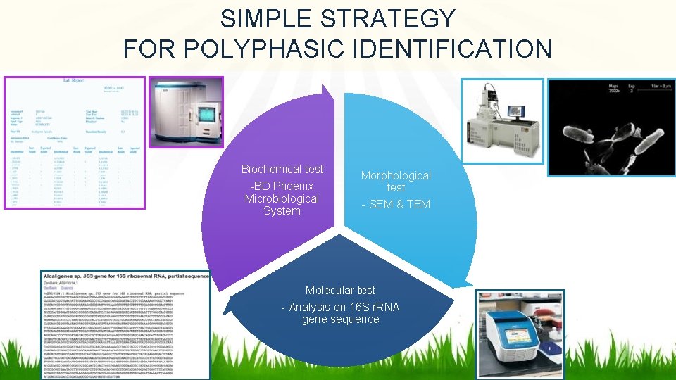 SIMPLE STRATEGY FOR POLYPHASIC IDENTIFICATION Biochemical test -BD Phoenix Microbiological System Morphological test -