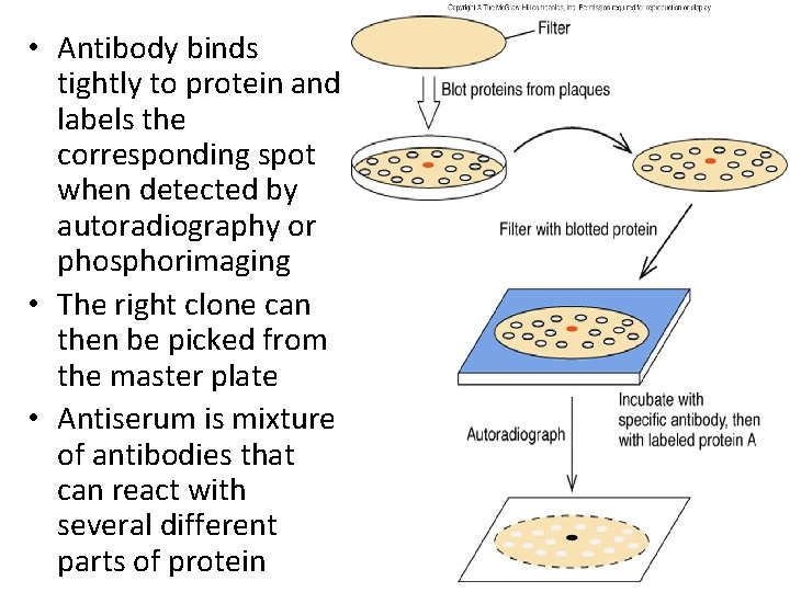  • Antibody binds tightly to protein and labels the corresponding spot when detected
