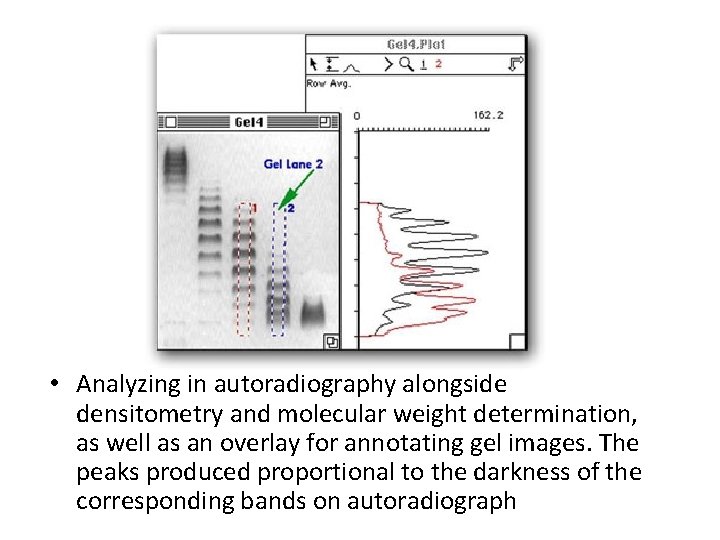  • Analyzing in autoradiography alongside densitometry and molecular weight determination, as well as