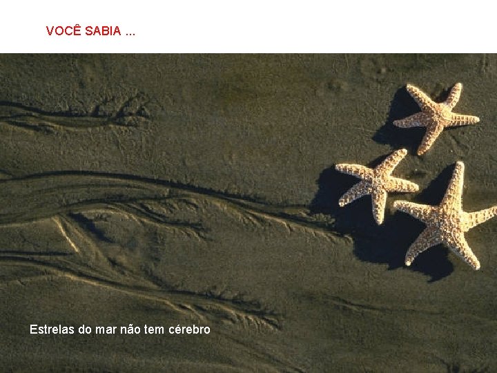 VOCÊ SABIA. . . SABIAS QUE… Estrelas do mar não tem cérebro 
