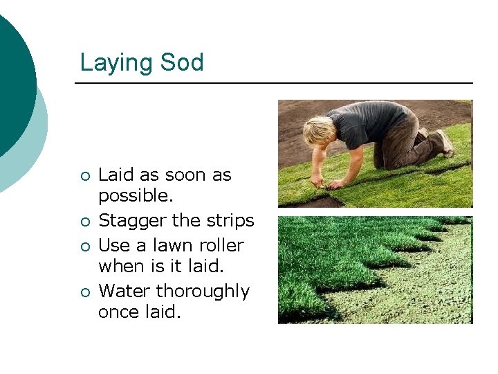 Laying Sod ¡ ¡ Laid as soon as possible. Stagger the strips Use a
