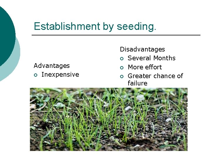 Establishment by seeding. Advantages ¡ Inexpensive Disadvantages ¡ Several Months ¡ More effort ¡