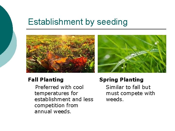 Establishment by seeding Fall Planting Preferred with cool temperatures for establishment and less competition