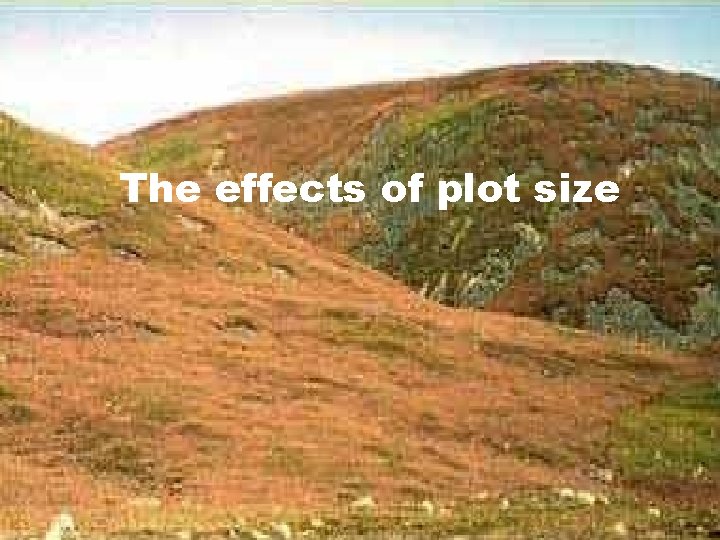 The effects of plot size 