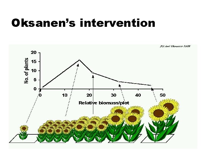 Oksanen’s intervention 