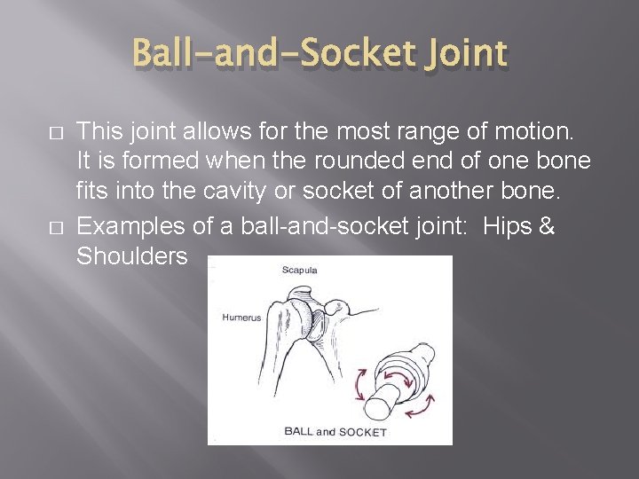 Ball-and-Socket Joint � � This joint allows for the most range of motion. It
