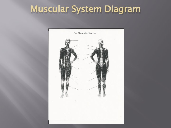 Muscular System Diagram 