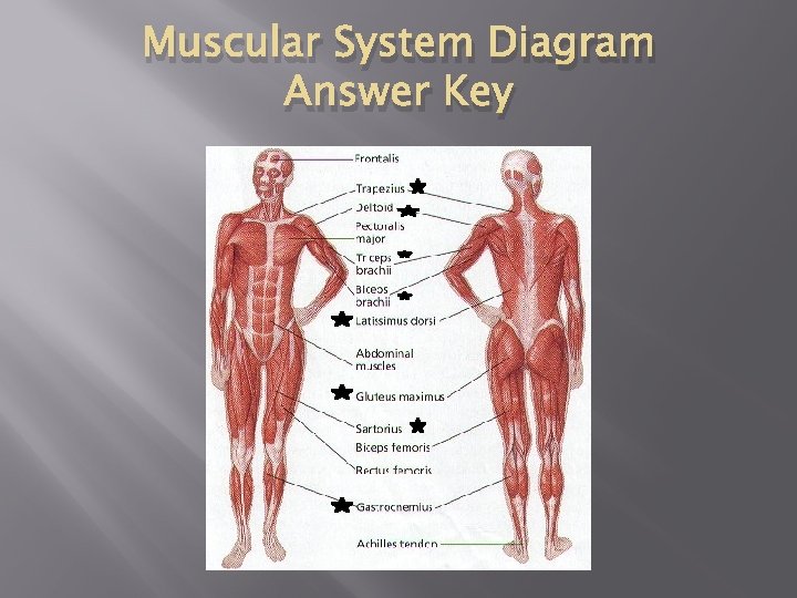 Muscular System Diagram Answer Key 