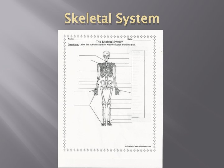 Skeletal System 