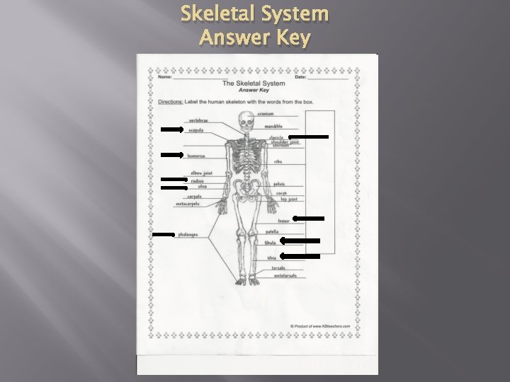 Skeletal System Answer Key 
