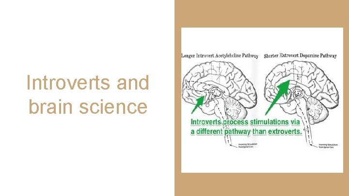 Introverts and brain science 