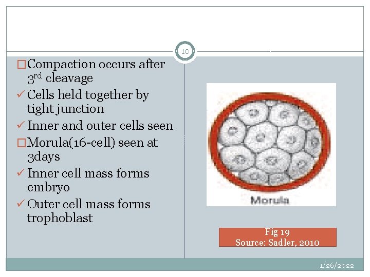 10 �Compaction occurs after 3 rd cleavage ü Cells held together by tight junction