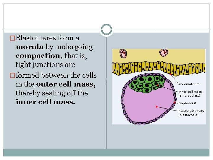 �Blastomeres form a morula by undergoing compaction, that is, tight junctions are �formed between