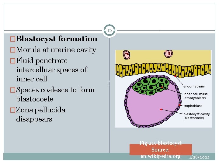 12 �Blastocyst formation �Morula at uterine cavity �Fluid penetrate intercelluar spaces of inner cell