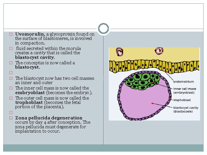 � Uvomorulin, a glycoprotein found on the surface of blastomeres, is involved in compaction.