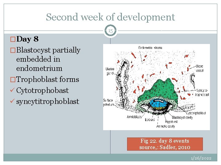 Second week of development 15 �Day 8 �Blastocyst partially embedded in endometrium �Trophoblast forms