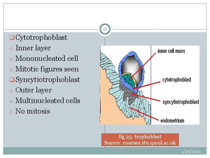 16 q Cytotrophoblast o Inner layer o Mononucleated cell o Mitotic figures seen q