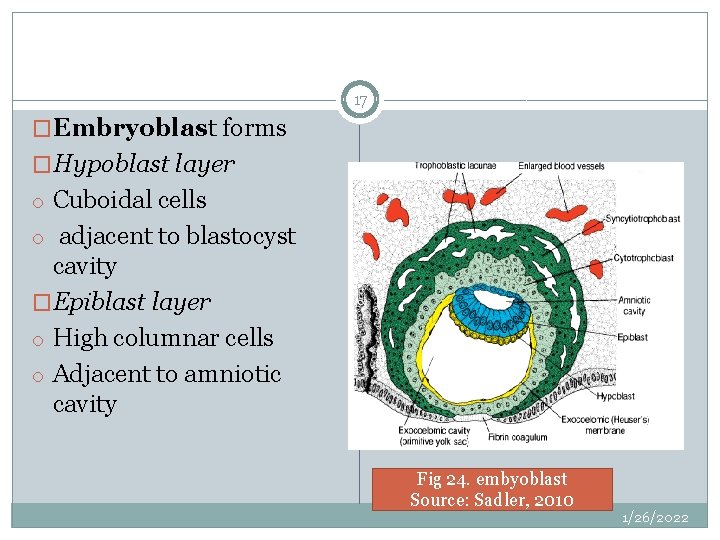 17 �Embryoblast forms �Hypoblast layer o Cuboidal cells o adjacent to blastocyst cavity �Epiblast