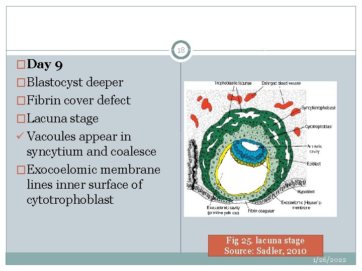 18 �Day 9 �Blastocyst deeper �Fibrin cover defect �Lacuna stage ü Vacoules appear in