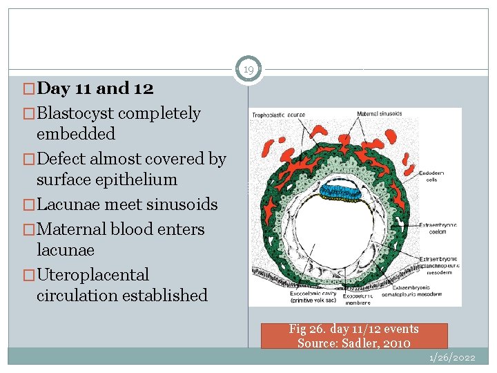 19 �Day 11 and 12 �Blastocyst completely embedded �Defect almost covered by surface epithelium