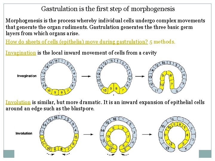 Gastrulation is the first step of morphogenesis Morphogenesis is the process whereby individual cells