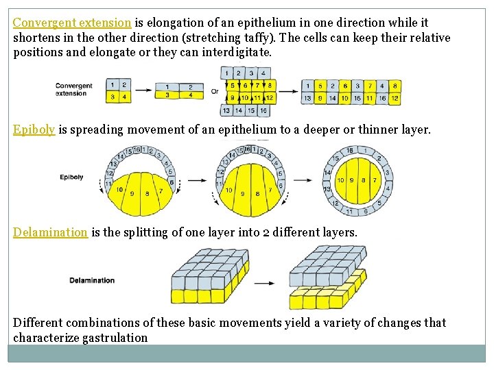 Convergent extension is elongation of an epithelium in one direction while it shortens in