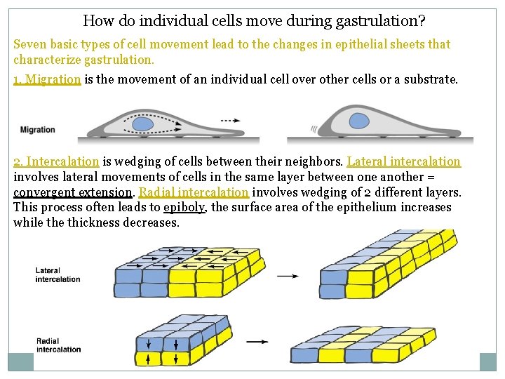 How do individual cells move during gastrulation? Seven basic types of cell movement lead