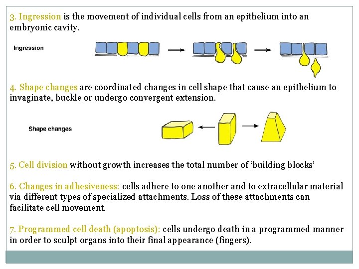 3. Ingression is the movement of individual cells from an epithelium into an embryonic