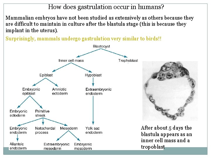 How does gastrulation occur in humans? Mammalian embryos have not been studied as extensively