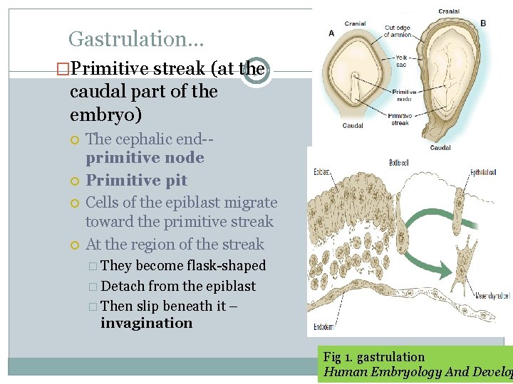 Gastrulation… 31 �Primitive streak (at the caudal part of the embryo) The cephalic end-primitive