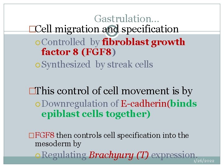Gastrulation… 32 specification �Cell migration and Controlled by fibroblast growth factor 8 (FGF 8)