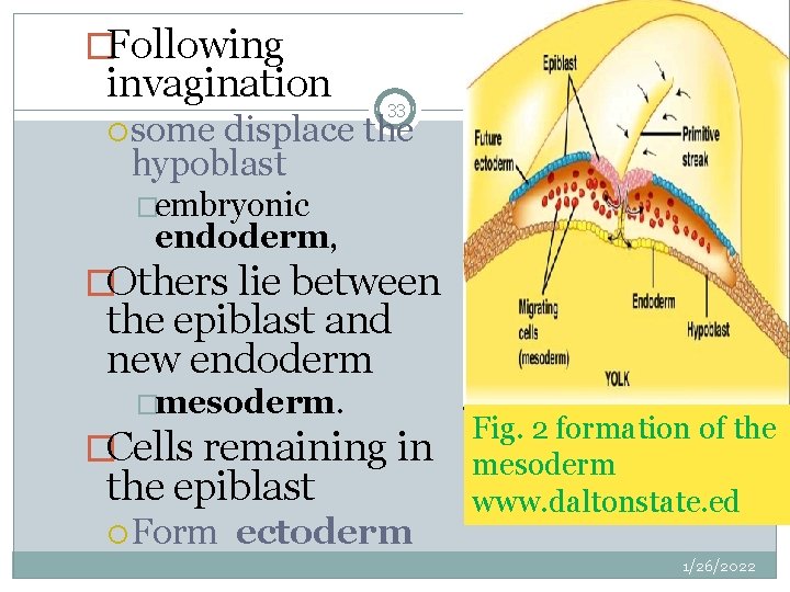 �Following invagination some 33 displace the hypoblast �embryonic endoderm, �Others lie between the epiblast