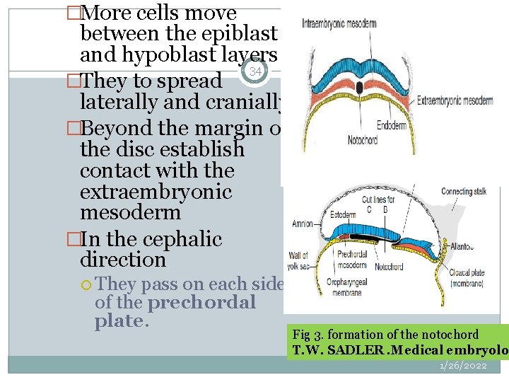 �More cells move between the epiblast and hypoblast layers 34 �They to spread laterally