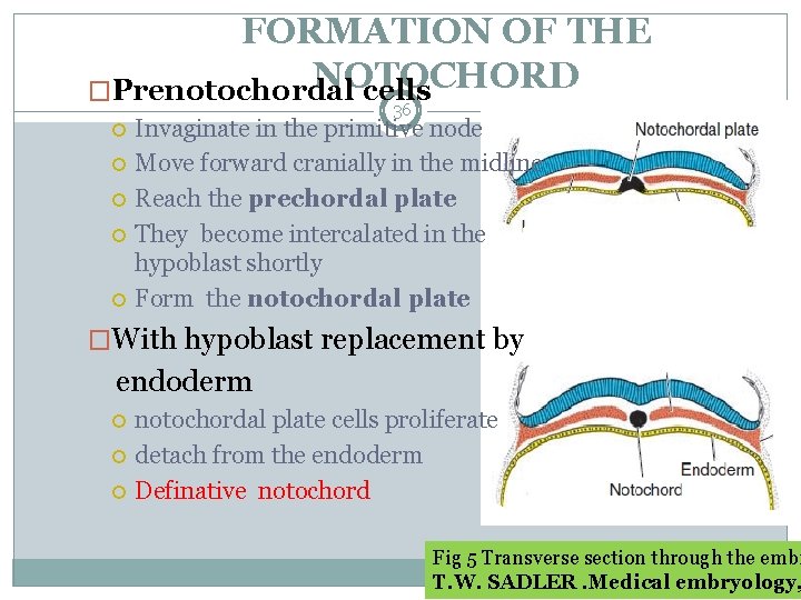 FORMATION OF THE NOTOCHORD �Prenotochordal cells 36 Invaginate in the primitive node Move forward