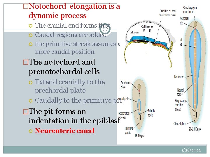 �Notochord elongation is a dynamic process The cranial end forms first 37 Caudal regions