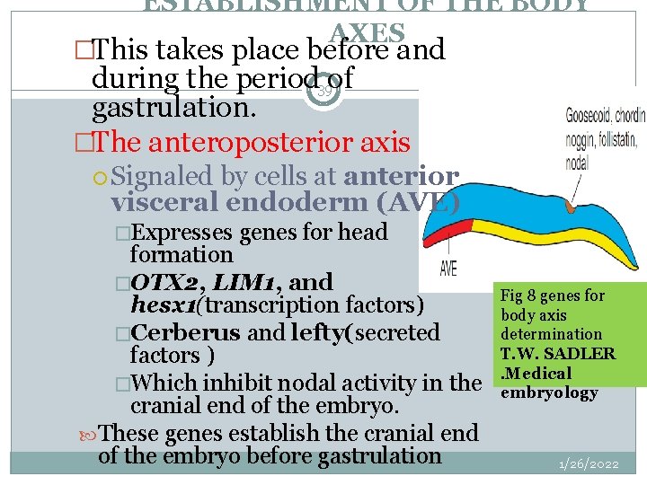 ESTABLISHMENT OF THE BODY AXES �This takes place before and during the period 39