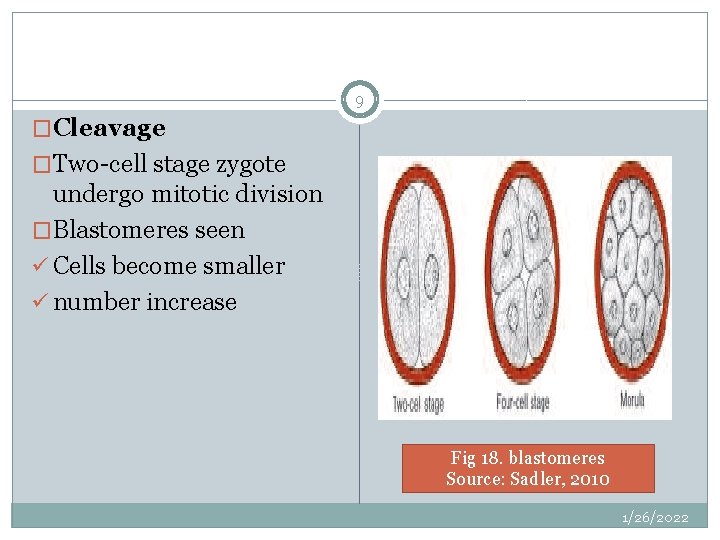 9 �Cleavage �Two-cell stage zygote undergo mitotic division �Blastomeres seen ü Cells become smaller